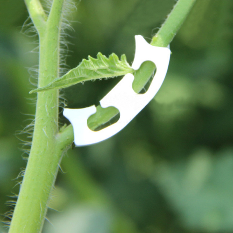 50/100pcs Botany-stem Vine Str - Gardening Tools Bundle recension och pris